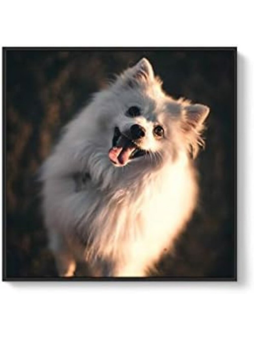 Personalized 24x24 Canvas Prints for Pets - Custom Framed Wall Art, NWT
